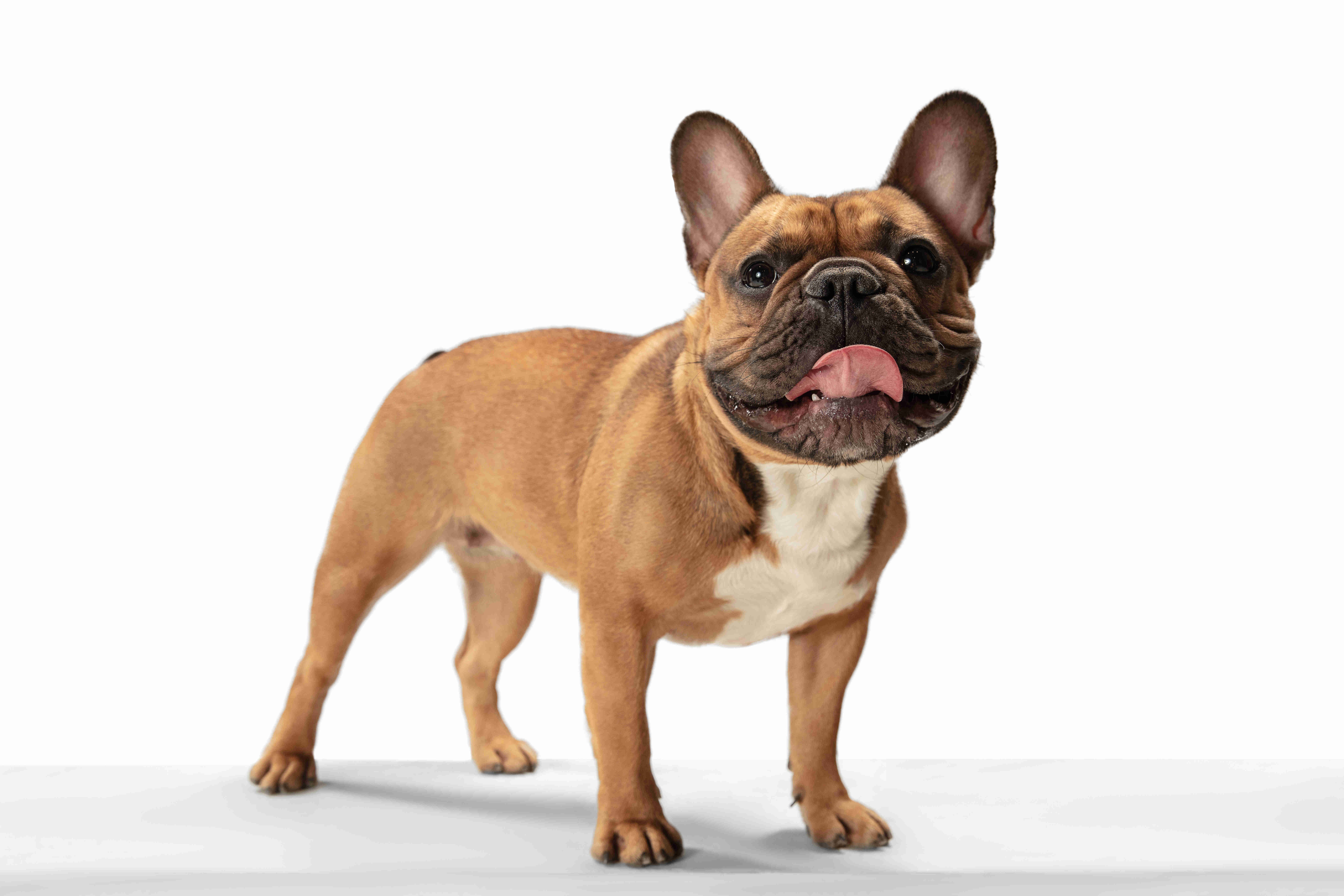 10 Effective Ways to Teach Your French Bulldog Puppy to Stay Calm During Bath Time